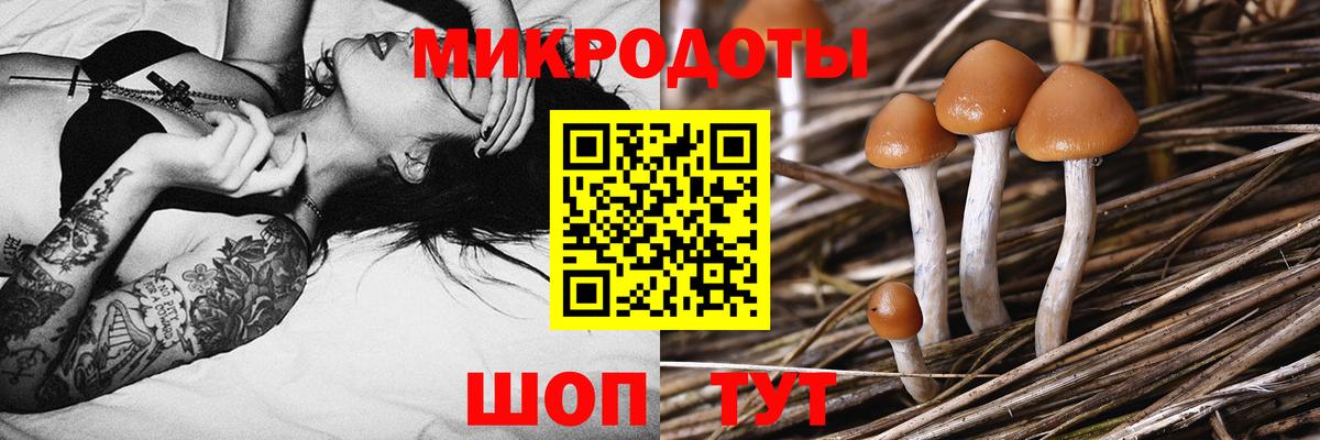 Псилоцибиновые грибы Cubensis Верхний Уфалей